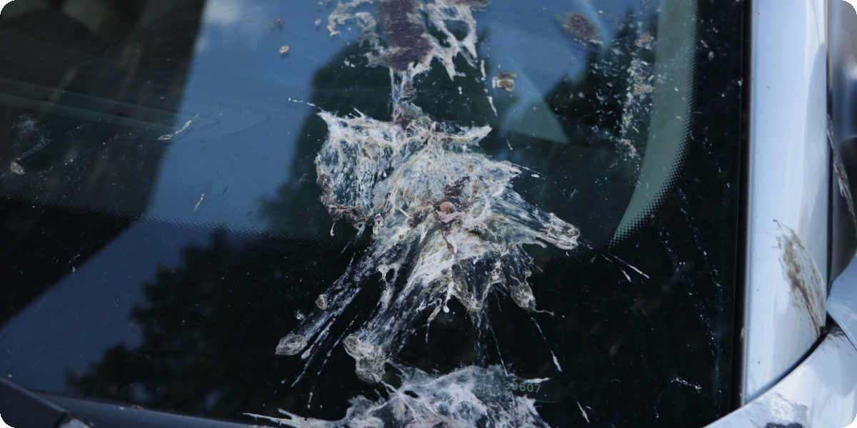 Auf einer Windschutzscheibe vom Auto befindet sich Vogelkot.